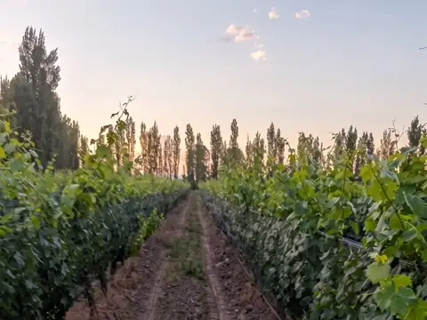 VENTA FINCA EN EXCELENTES CONDICIONES SAN RAFAEL