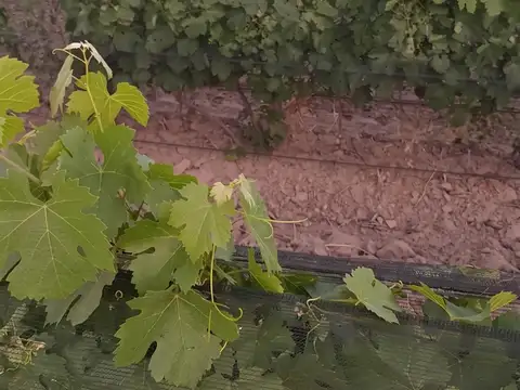 VENTA FINCA EN EXCELENTES CONDICIONES SAN RAFAEL