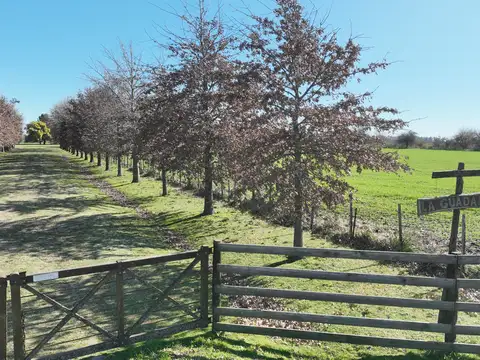Chacra alomada en Carlos Keen
