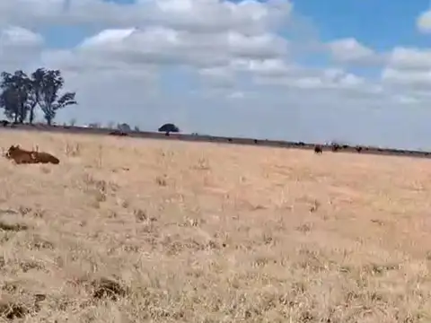 Campo en San Jeronimo Del Sauce, mixto, alquilado,