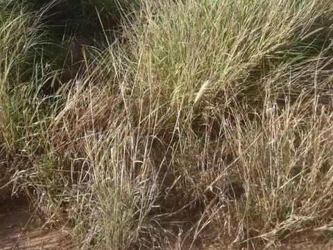 Campo en Venta Ganadero