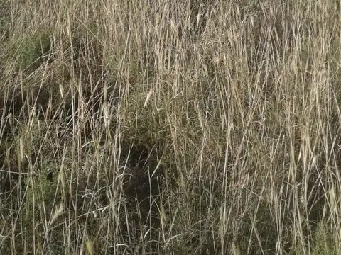 Campo en Venta de 0,59  ha
