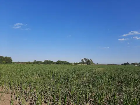 Campo en Venta Agrícola