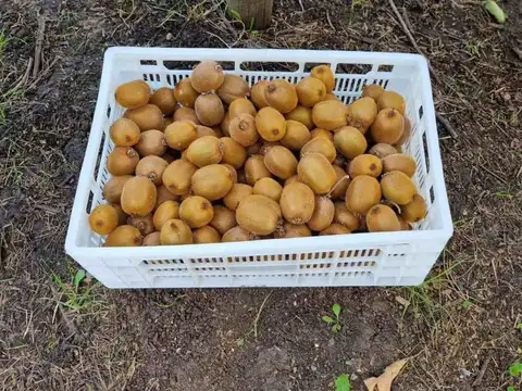 CAMPO EN VENTA EN PAYRO MAGDALENA