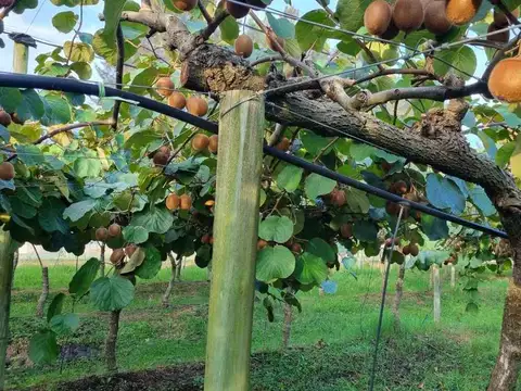 CAMPO EN VENTA EN PAYRO MAGDALENA