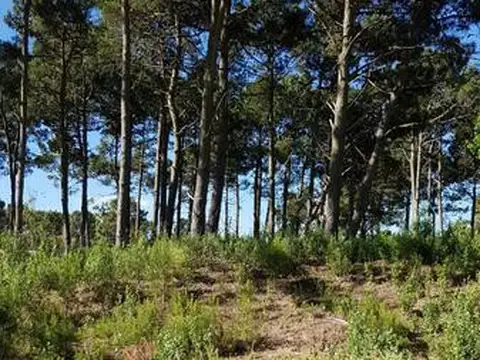 de las garzas entre de la deriva y eneas