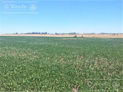 Campo mixto en Chivilcoy de 106 has