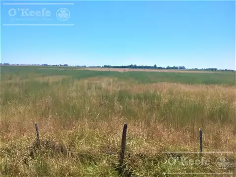 Campo mixto en Chivilcoy de 106 has