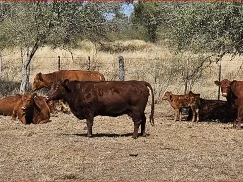 Campo de 4037 has - Apto CRÍA y RECRÍA - Recreo/Catamarca