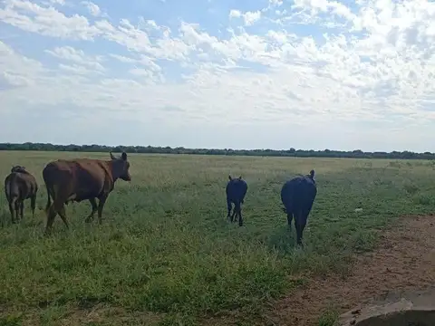 VENTA CAMPO MIXTO SERREZUELA 876 HAS