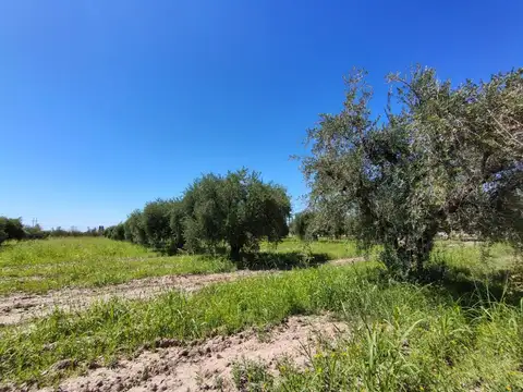 Se vende terreno en Maipú, Mendoza