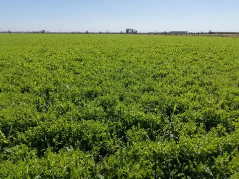 Campo 40 hectareas en Máximo Paz