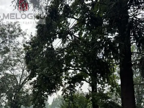 El jilguero  al 2200