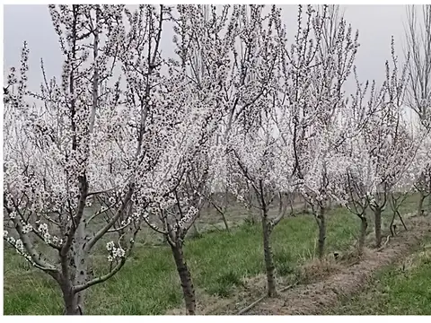 VENTA DE CHACRA 7 HECTAREAS DE ALMENDROS