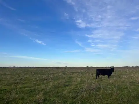 Campo en Ayacucho
