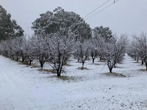 Campo - General Alvear