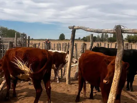 Campo - General Alvear