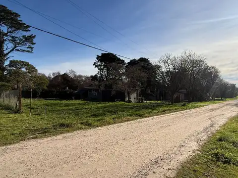 EL ZORZAL ENTRE LA ALONDRA Y TORCAZA 100