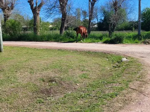Reyna Mora y Pechito Colorado
