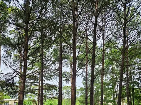 Venta Lote/Terreno en Los Pinares Exaltacion de la Cruz