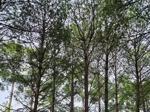 Los Pinares Cc