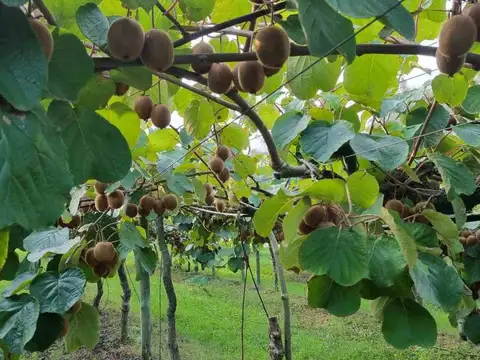 CAMPO EN VENTA EN PAYRO MAGDALENA