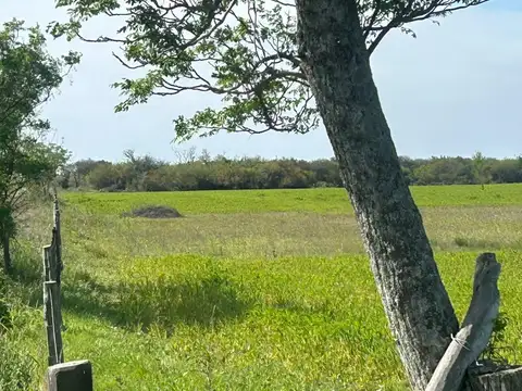 Ruta  11