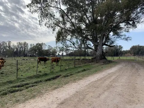 Venta campo de 12 Hectáreas a metros del ingreso a Pardo, Partido de LAS FLORES