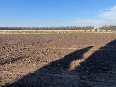 Campo en Venta Agrícola