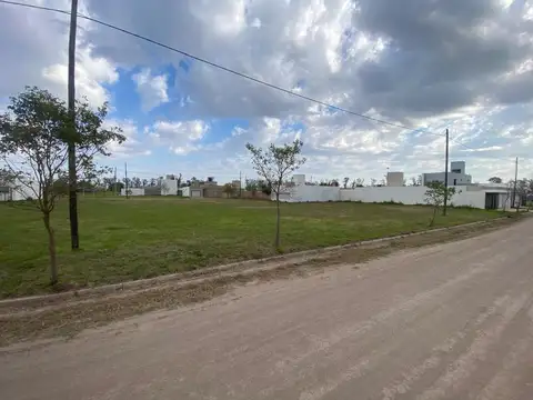 los ciruelos 100
