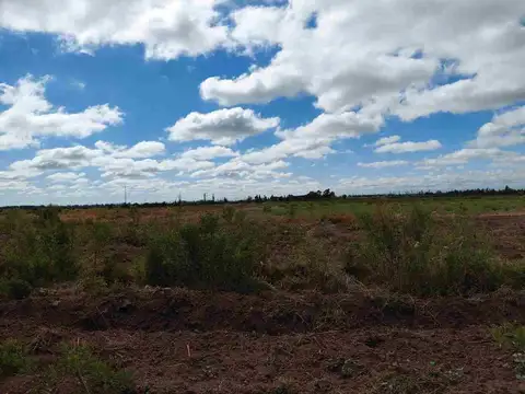 Venta Finca 45 Has con Pozo - La Pega, Lavalle Mza