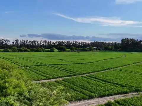 Venta de Campo Departamento Robles 448 hectáreas