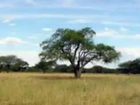 Campo Mixto de Alta Rentabilidad en Gral. Villegas: 1070 Hec