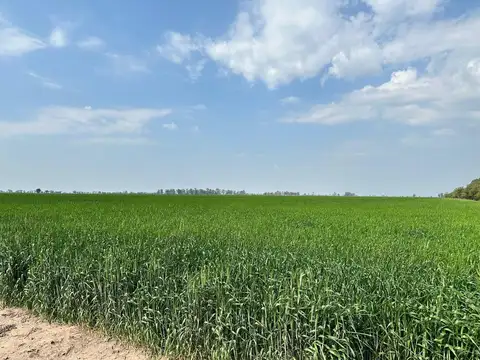 Excelente campo 100% agrícola de 179,54has - RP17 KM284