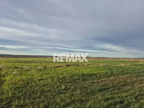 Vende Chacra 5ha Senillosa, Pcia de Neuquen