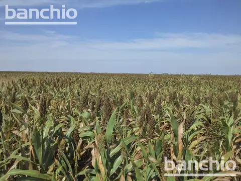 Campo  Ganadero - San Genaro