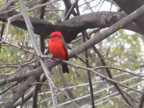 CASAS - CASA - PALERMO HOLLYWOOD, CAPITAL FEDERAL