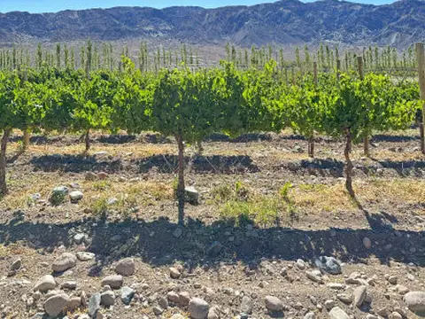 5 fincas en Calingasta San Juan