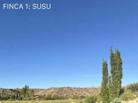 5 fincas en Calingasta San Juan