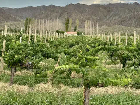 5 fincas en Calingasta San Juan