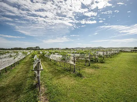 CAMPO 11 HECTAREAS DE VIÑEDO CASA BODEGA 866 M2