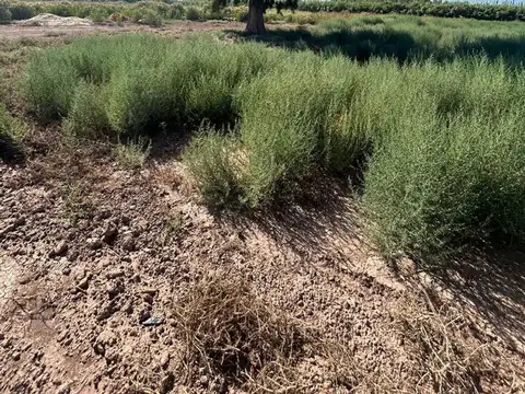 FINCA DE 7,5 HECTAREAS EN COLONIA SEGOVIA
