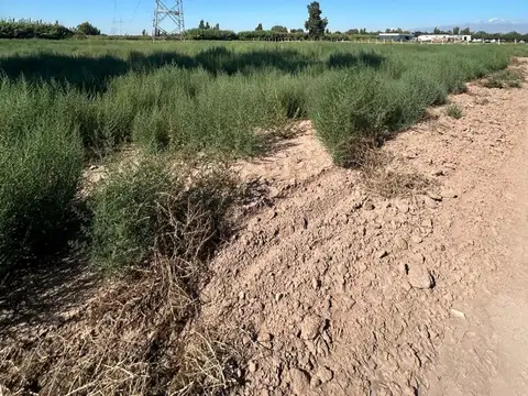FINCA DE 7,5 HECTAREAS EN COLONIA SEGOVIA