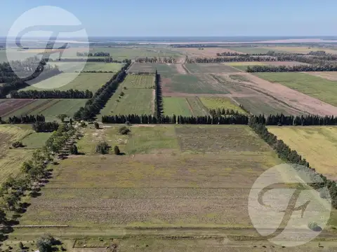 Venta de Chacra de 5 hectáreas productivas - Gobernador Castro, San Pedro