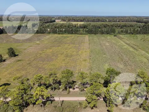 Venta de Chacra de 5 hectáreas productivas - Gobernador Castro, San Pedro
