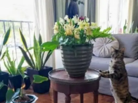 Carlos Pellegrini 1300 , Piso 2