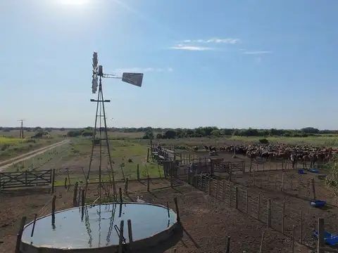 VENTA DE CAMPO EN SAN JERONIMO DEL SAUCE 252 has