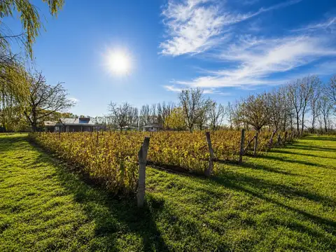 Finca con Complejo Turistico / Cabañas en venta en Tunuyan Mendoza