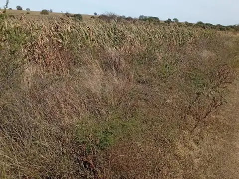Campo en Venta Ganadero