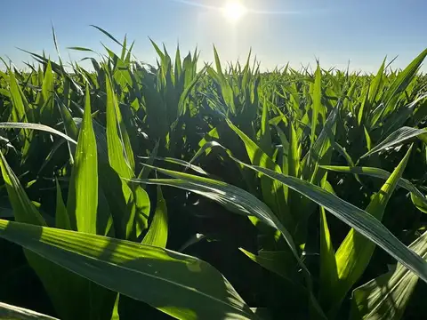 Campo en Banderas, Santiago del Estero 1.513 hectáreas